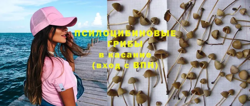 ссылка на мегу ТОР  Курганинск  Псилоцибиновые грибы Psilocybine cubensis 